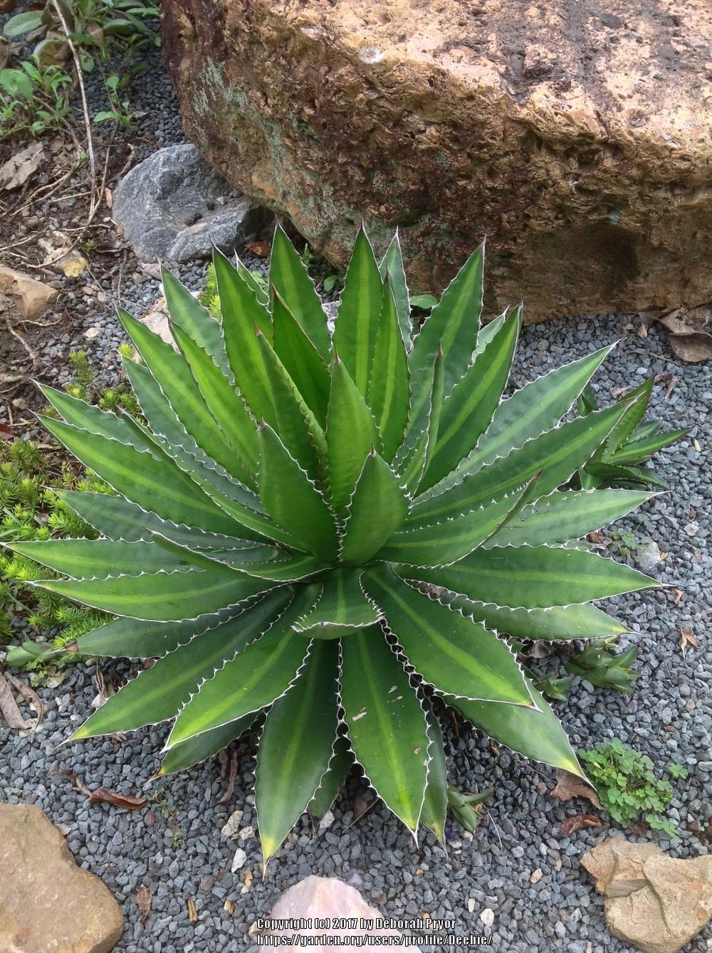 Photo of Maguey Mezortillo (Agave lophantha) uploaded by Deebie