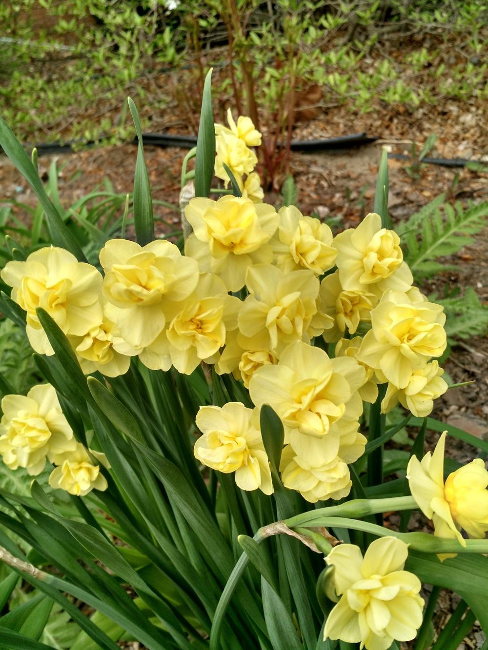 Photo of Double Daffodil (Narcissus 'Yellow Cheerfulness') uploaded by Hazelcrestmikeb