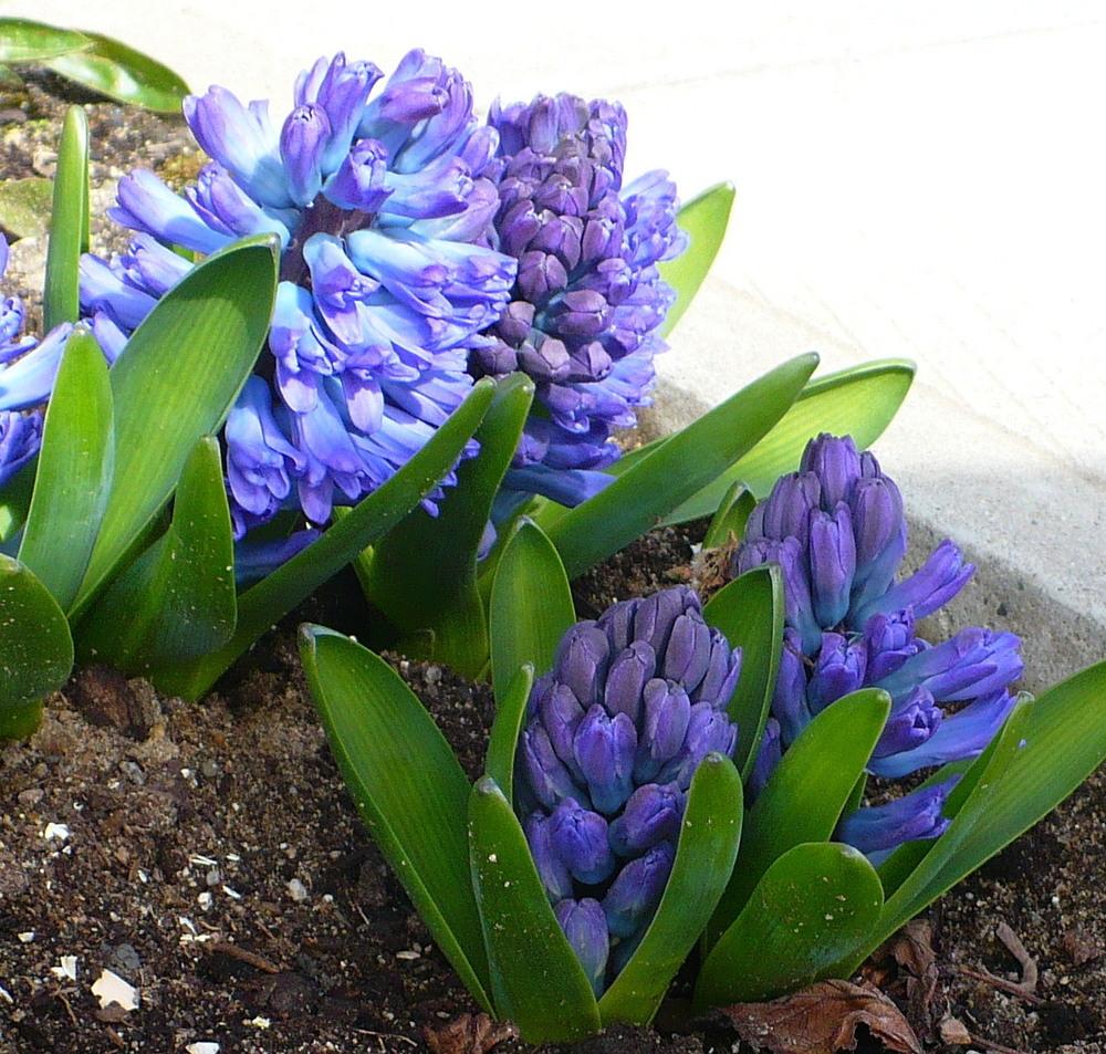 Photo of Dutch Hyacinth (Hyacinthus orientalis 'Delft Blue') uploaded by HemNorth