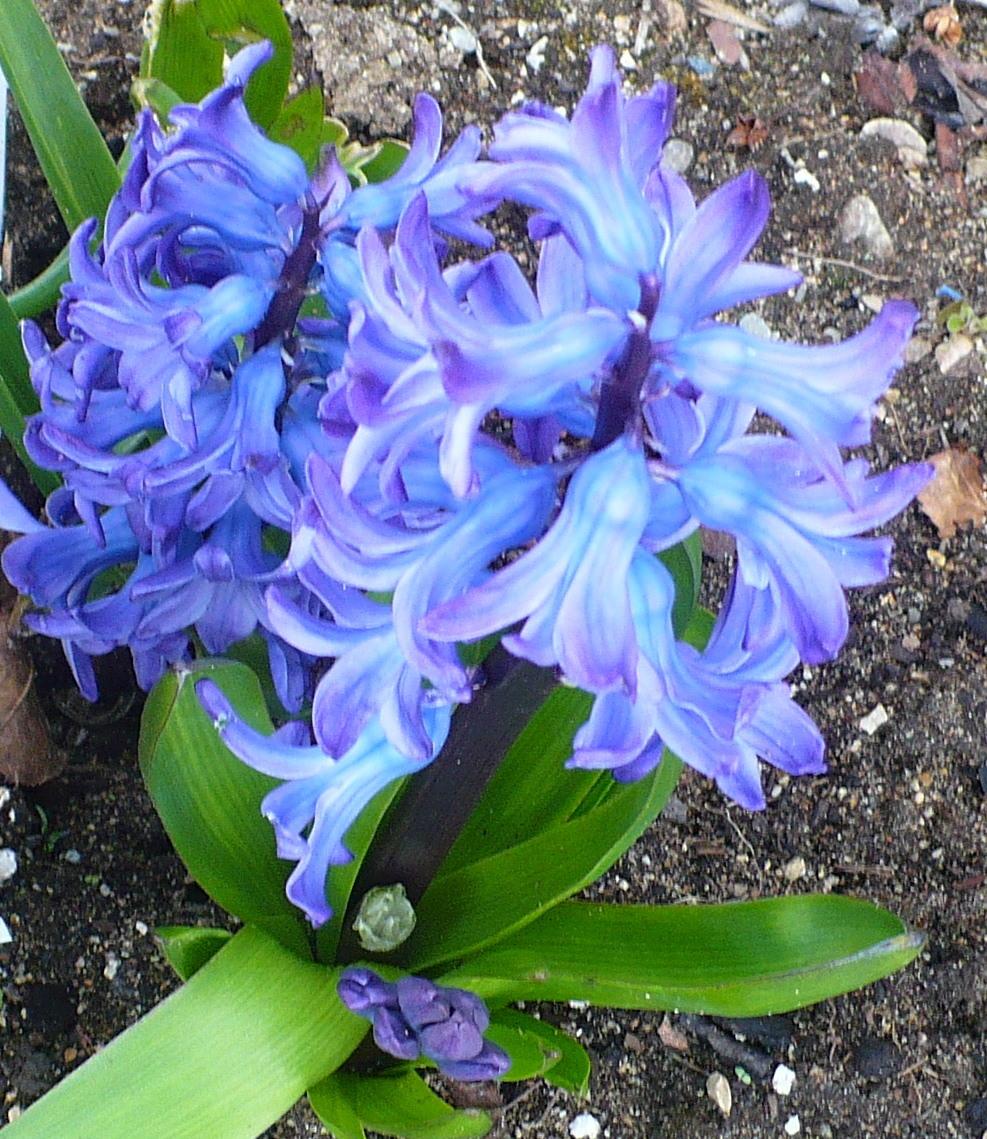 Photo of Dutch Hyacinth (Hyacinthus orientalis 'Delft Blue') uploaded by HemNorth