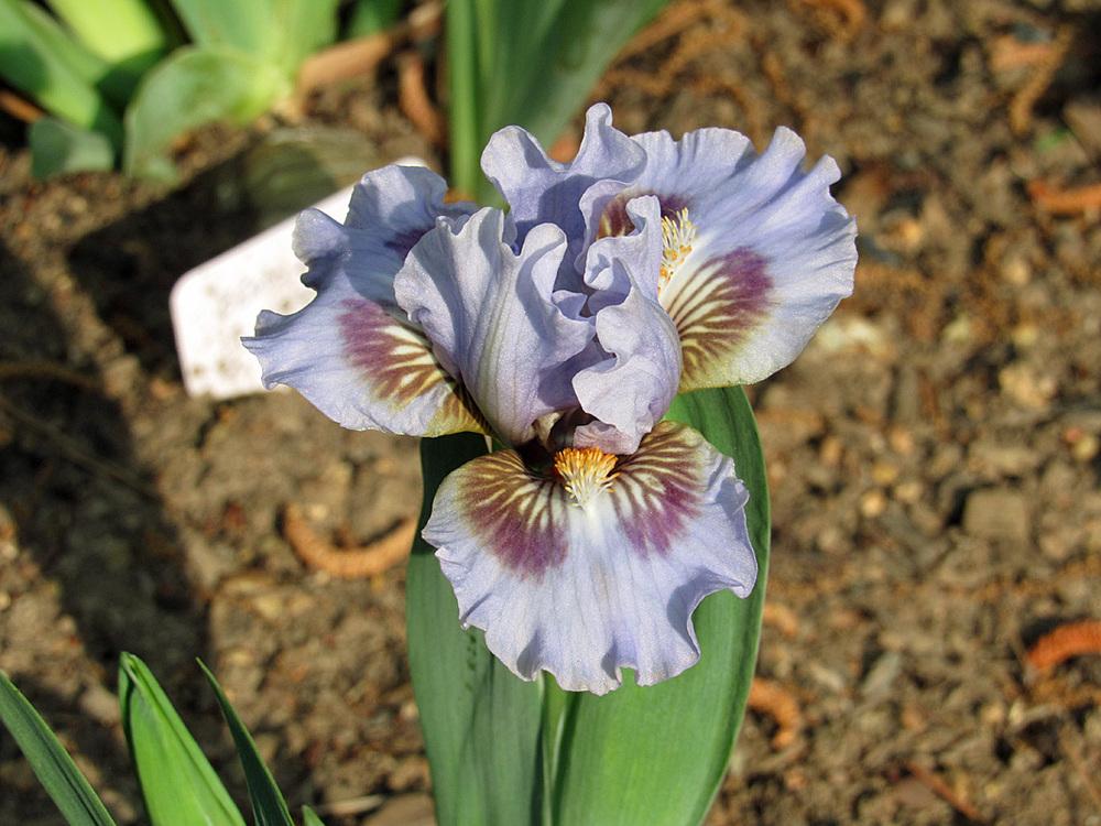Photo of Standard Dwarf Bearded Iris (Iris 'Eye of Sauron') uploaded by Lestv