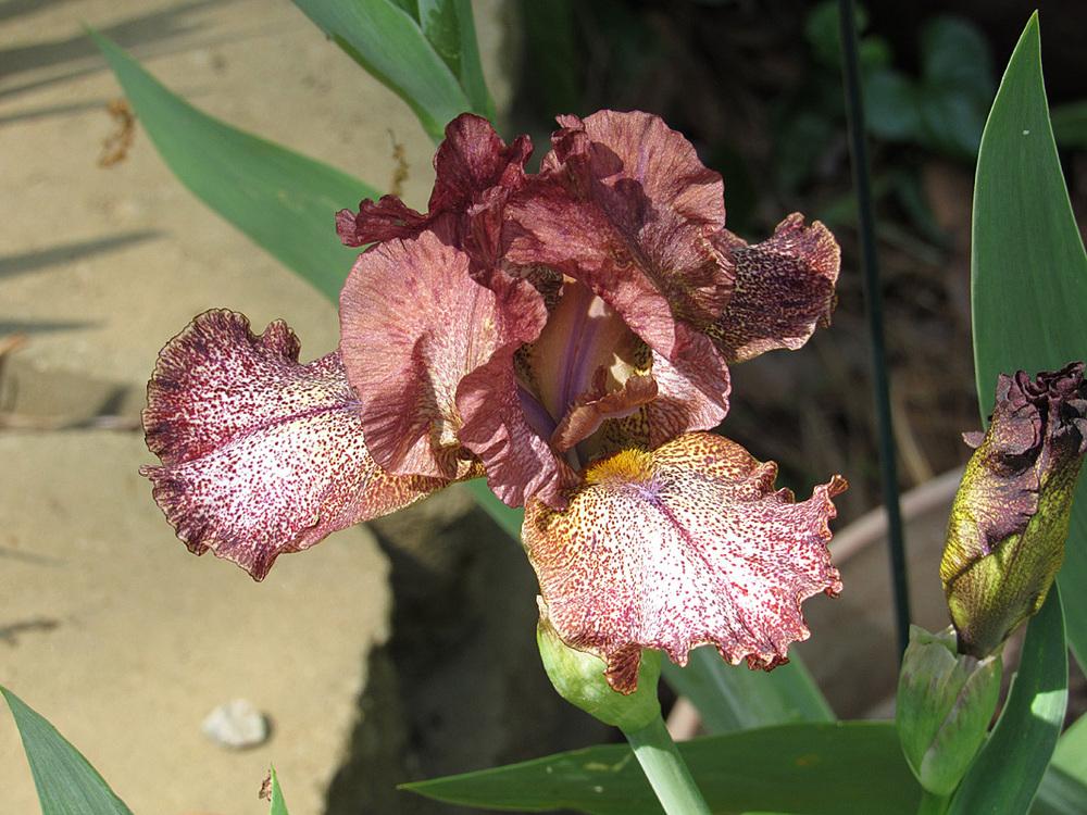 Photo of Intermediate Bearded Iris (Iris 'Starfield') uploaded by Lestv