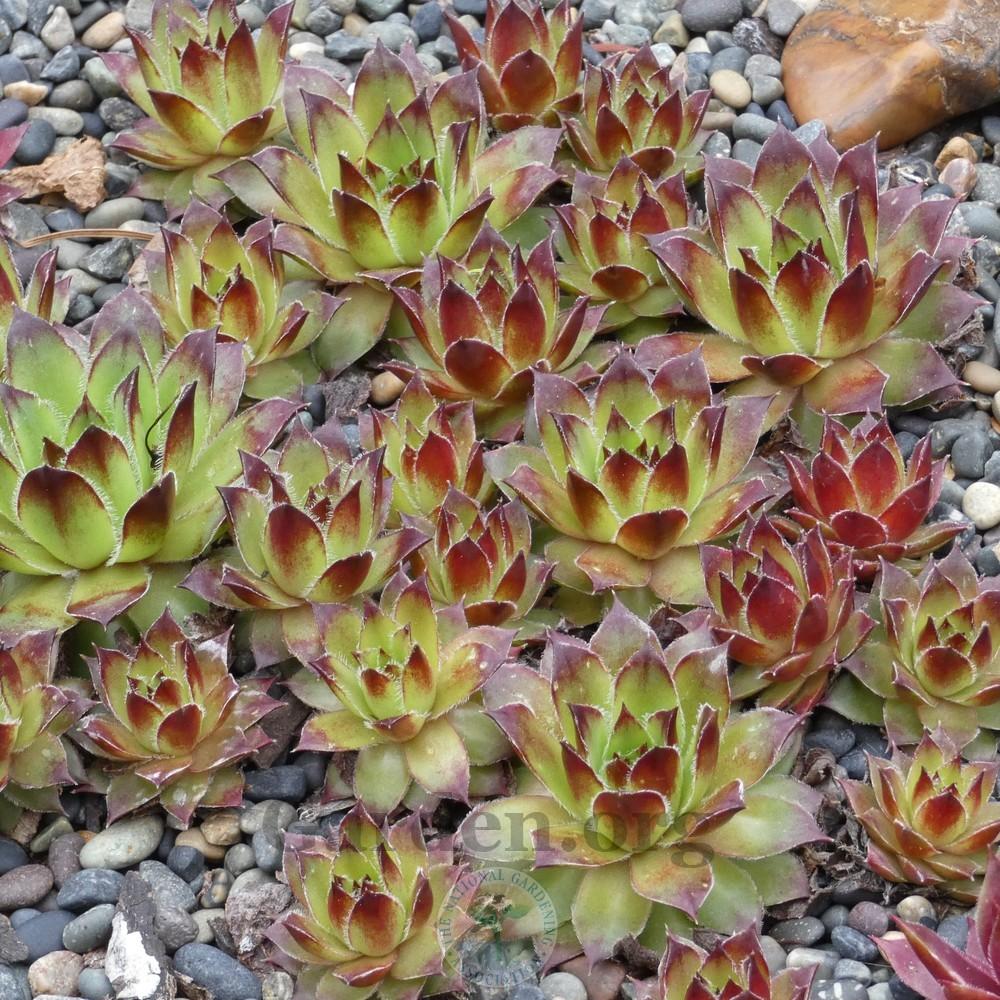Photo of Hen and Chicks (Sempervivum 'Graceum') uploaded by Patty