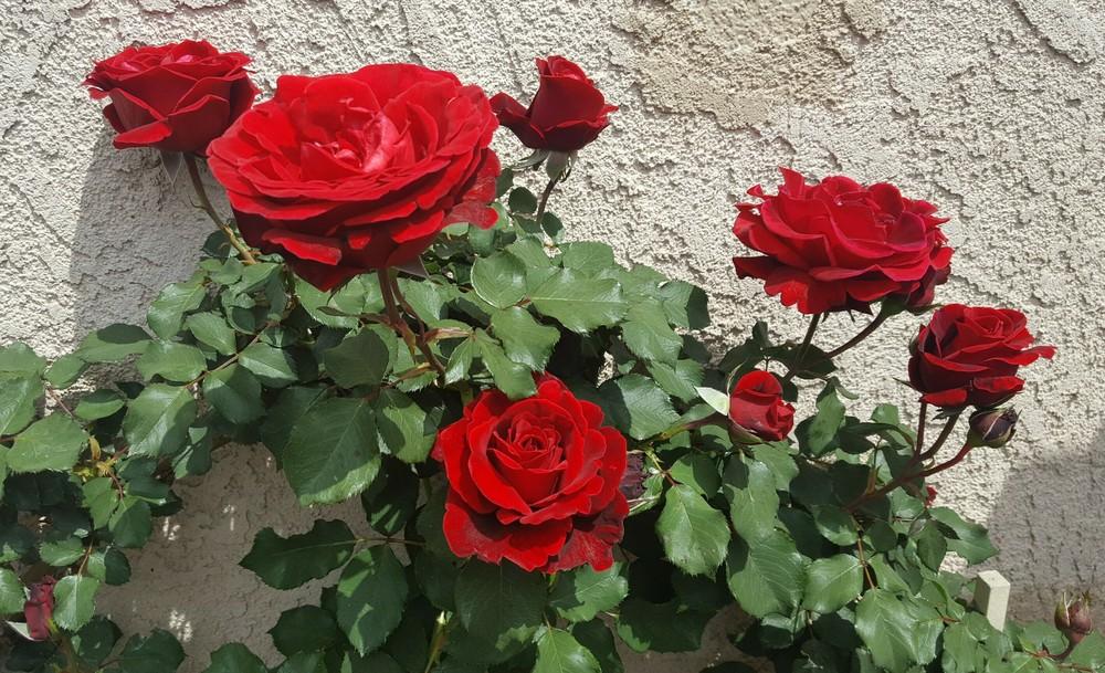Photo of Rose (Rosa 'Don Juan') uploaded by clcroses