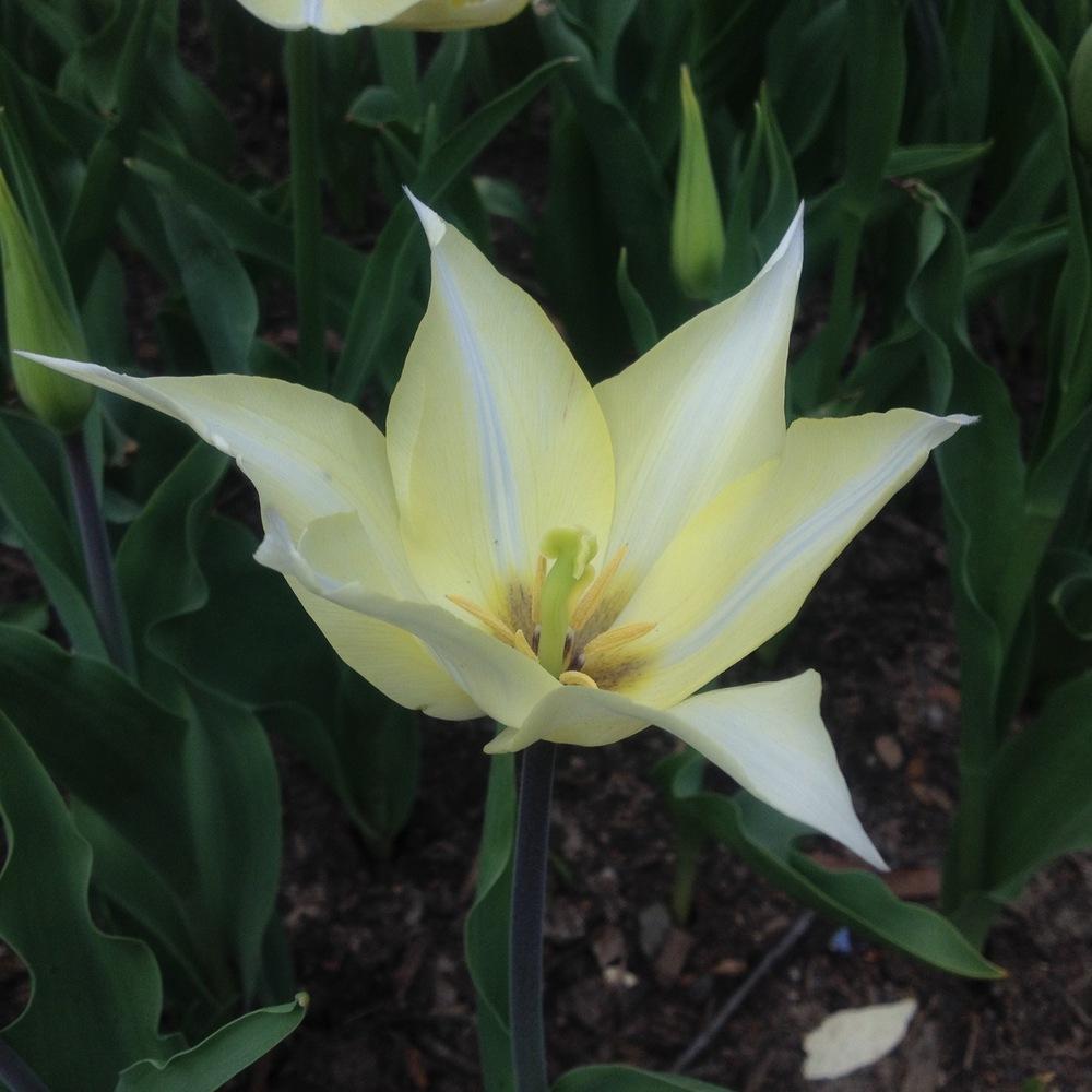 Photo of Lily-Flowered Tulip (Tulipa 'White Triumphator') uploaded by csandt