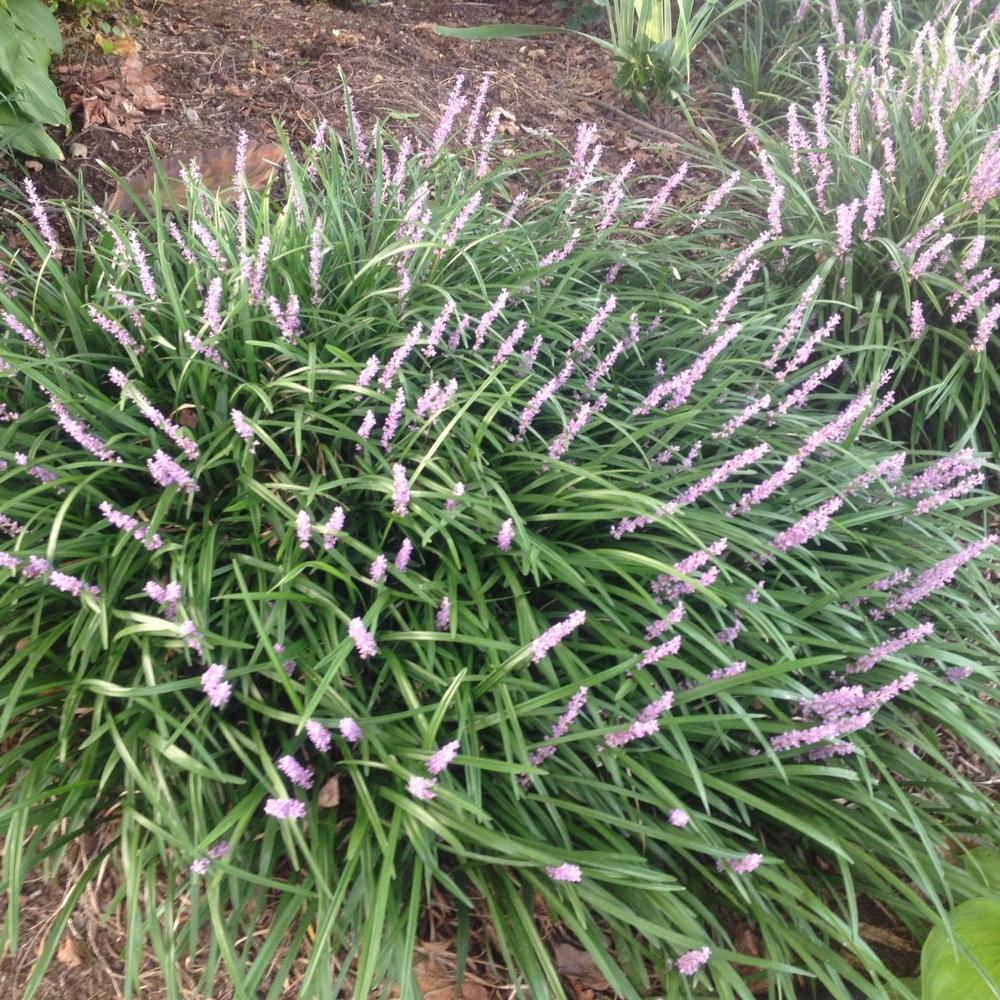 Photo of Monkey Grass (Liriope muscari) uploaded by csandt