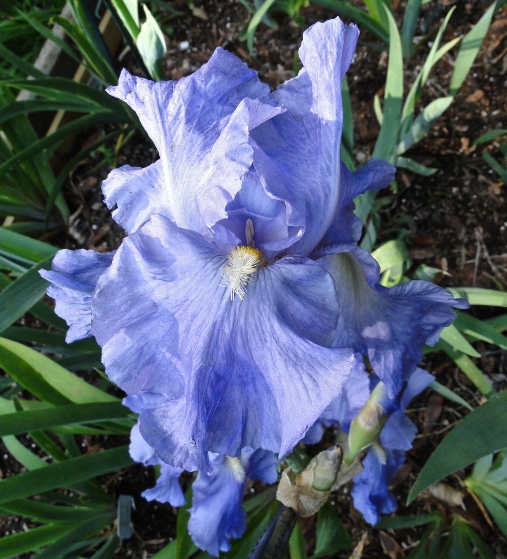 Photo of Tall Bearded Iris (Iris 'Babbling Brook') uploaded by golden_goddess