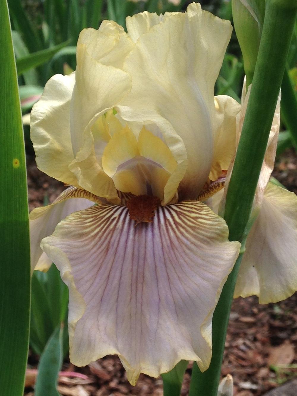 Photo of Tall Bearded Iris (Iris 'Green and Gifted') uploaded by lilpod13