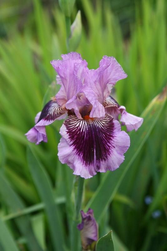 Photo of Tall Bearded Iris (Iris 'Plum Pretty Whiskers') uploaded by Calif_Sue