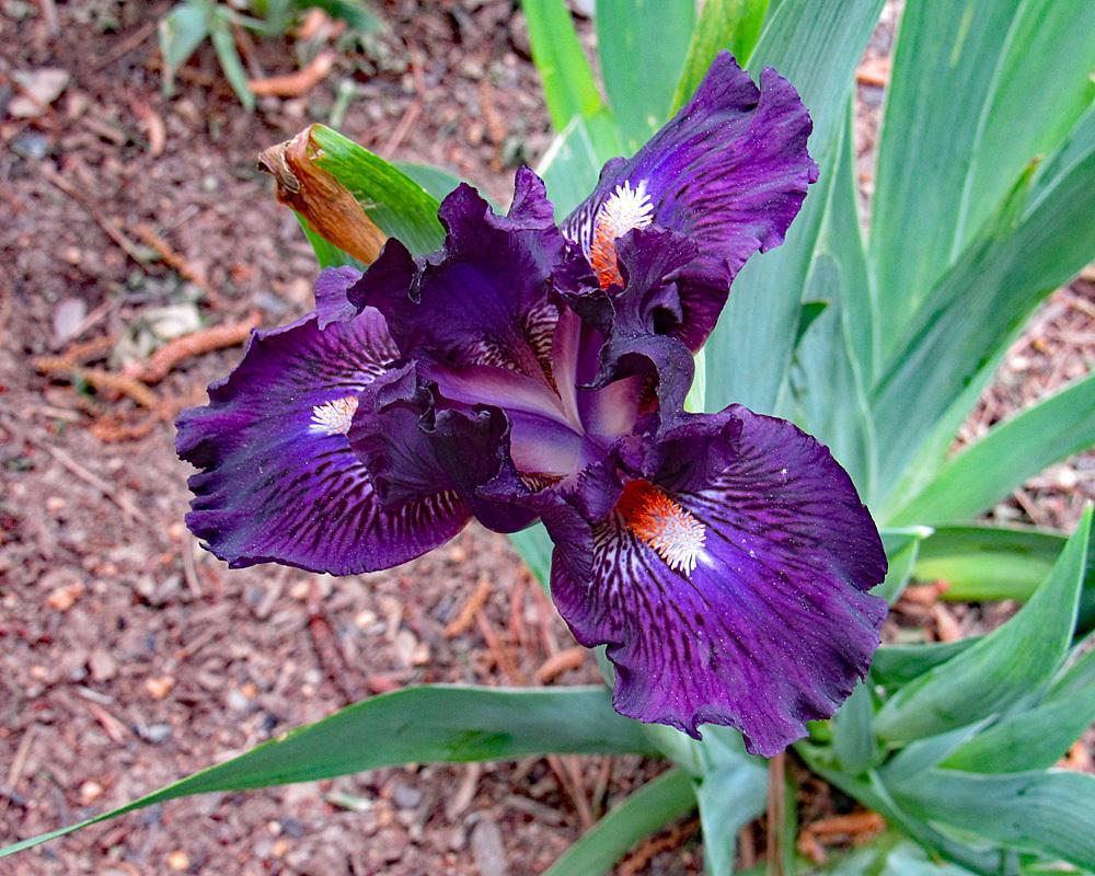 Photo of Standard Dwarf Bearded Iris (Iris 'Purple Tiger') uploaded by Lestv