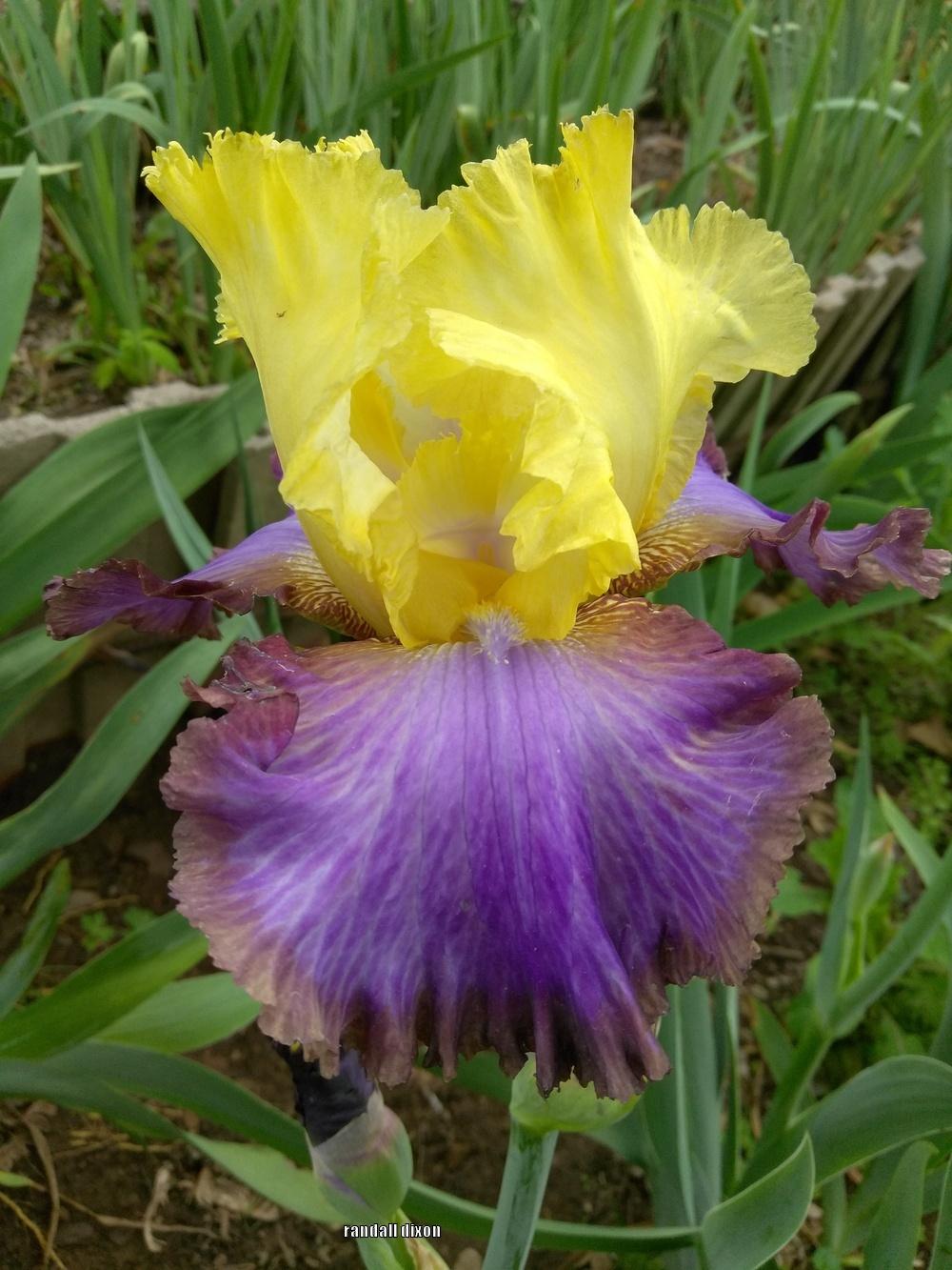 Photo of Tall Bearded Iris (Iris 'Adventurous') uploaded by arilbred