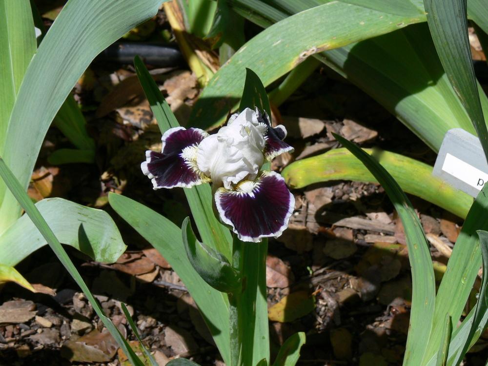 Photo of Standard Dwarf Bearded Iris (Iris 'Nine Lives') uploaded by janwax