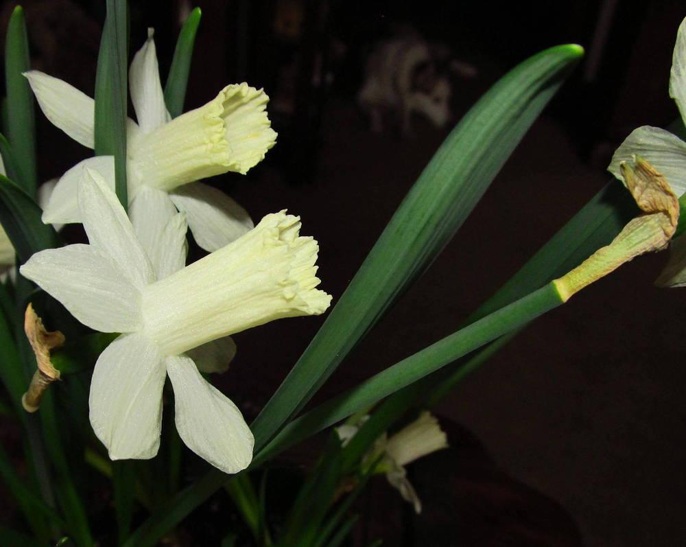 Photo of Trumpet Daffodil (Narcissus 'Snow Baby') uploaded by jmorth