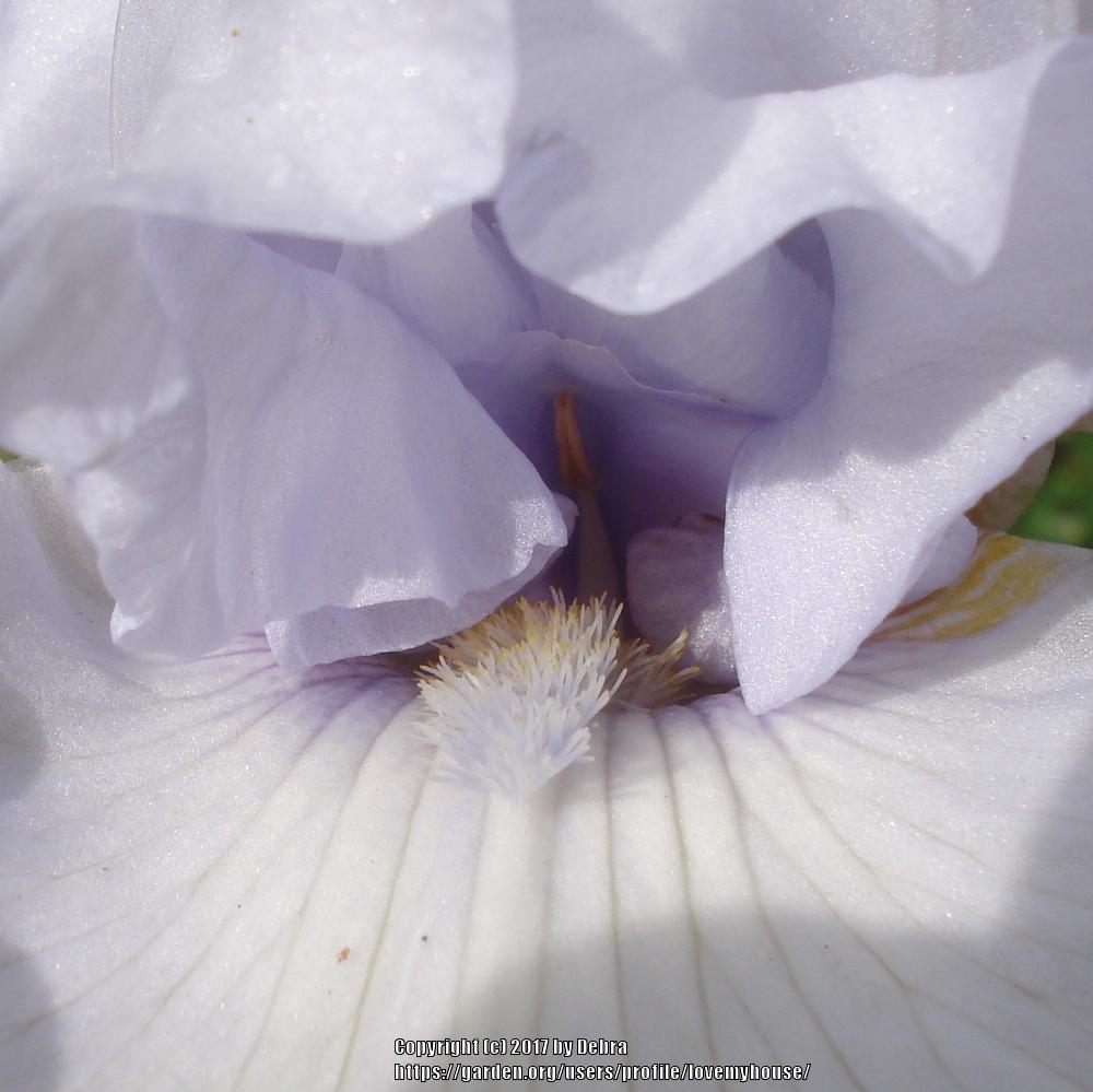 Photo of Tall Bearded Iris (Iris 'Silverado') uploaded by lovemyhouse