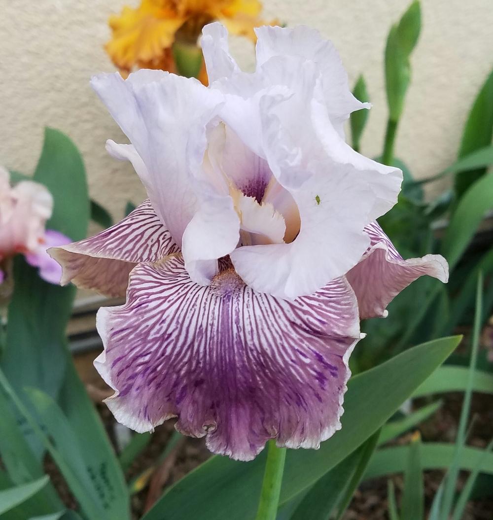 Photo of Tall Bearded Iris (Iris 'Crazy for You') uploaded by mesospunky