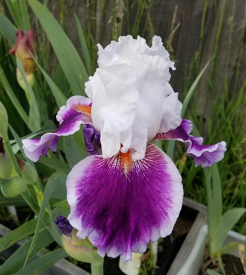 Photo of Tall Bearded Iris (Iris 'Gracious Curves') uploaded by mesospunky