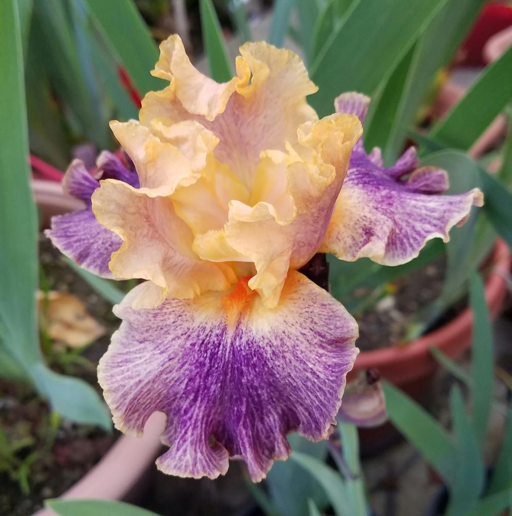 Photo of Tall Bearded Iris (Iris 'Spendthrift') uploaded by mesospunky