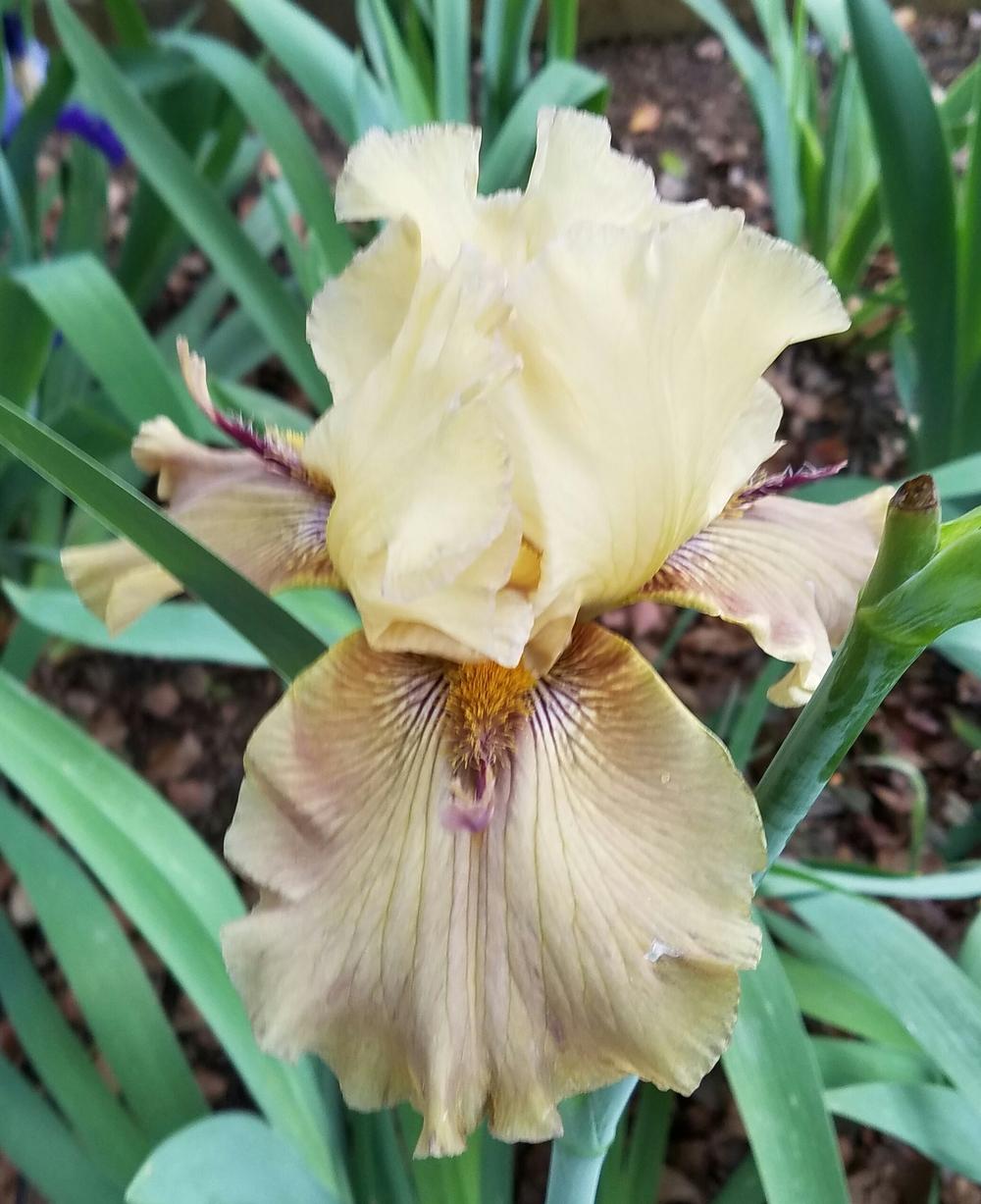 Photo of Tall Bearded Iris (Iris 'Thornbird') uploaded by mesospunky