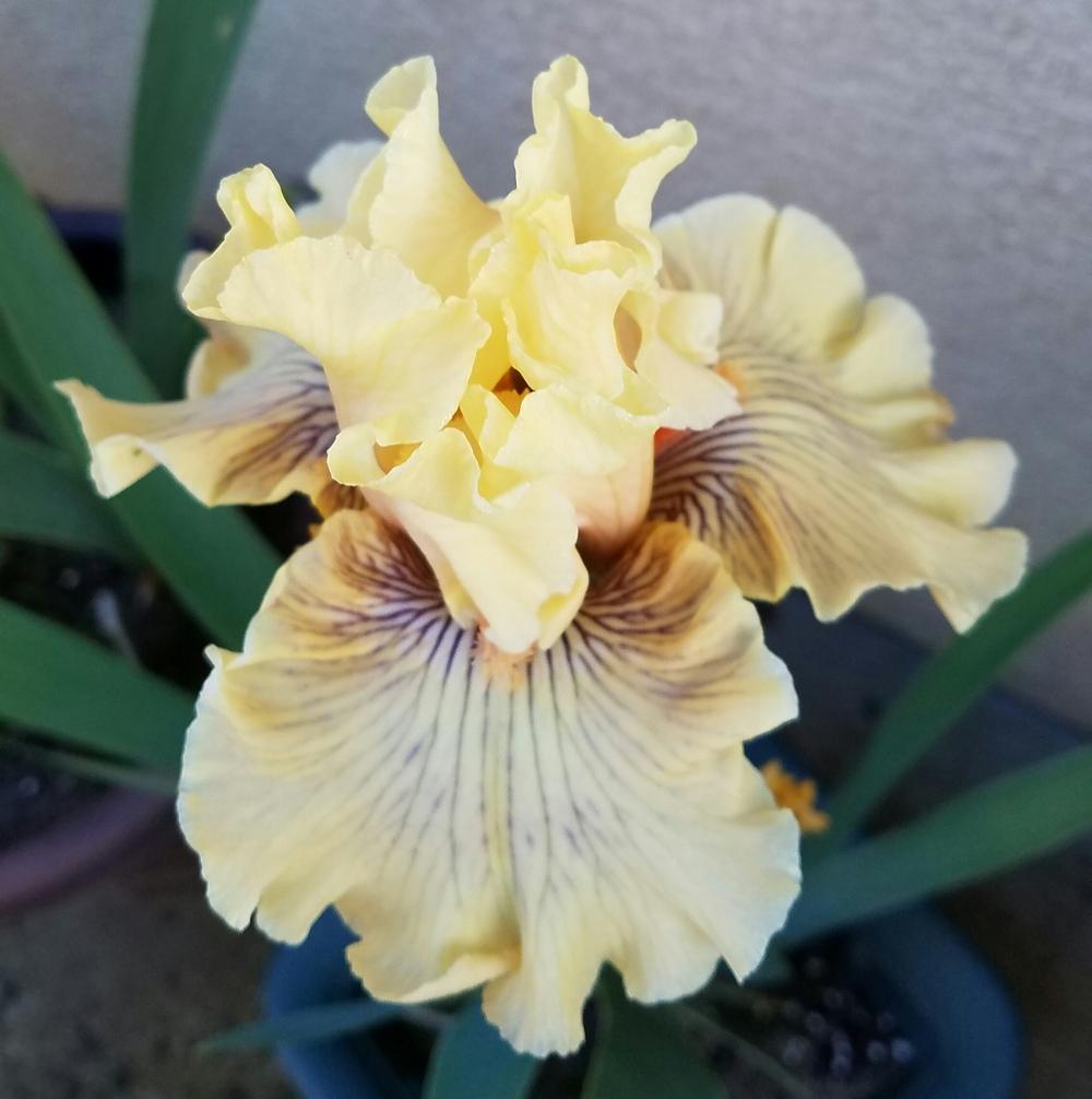 Photo of Tall Bearded Iris (Iris 'Cotillion Gown') uploaded by mesospunky