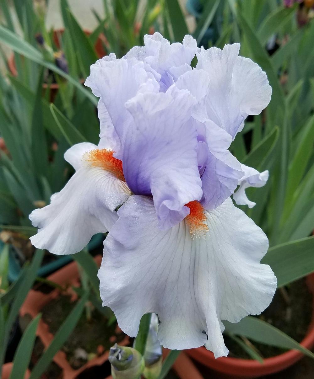 Photo of Tall Bearded Iris (Iris 'Friendly Fire') uploaded by mesospunky