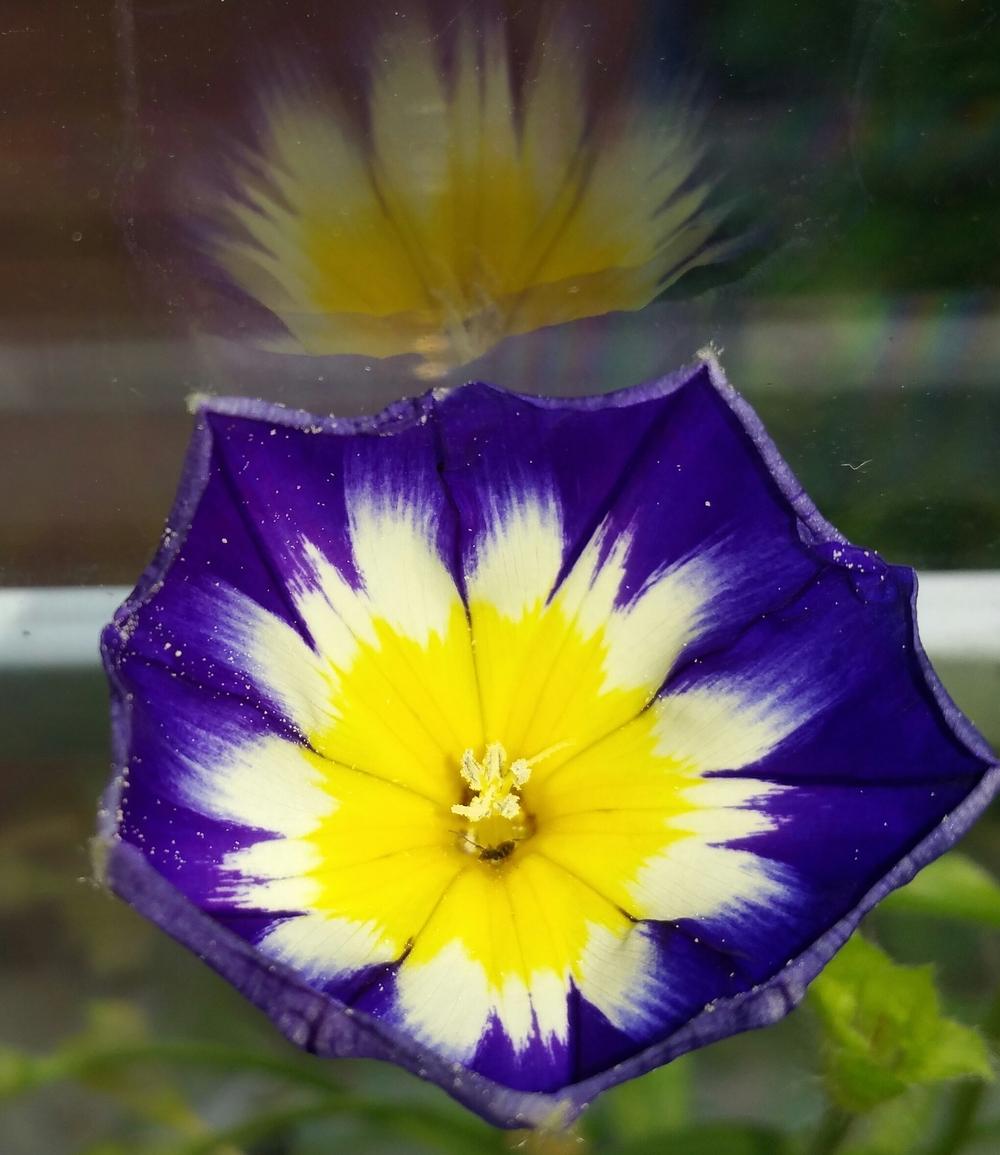 Photo of Dwarf Morning Glory (Convolvulus tricolor 'Royal Ensign') uploaded by Gerris2