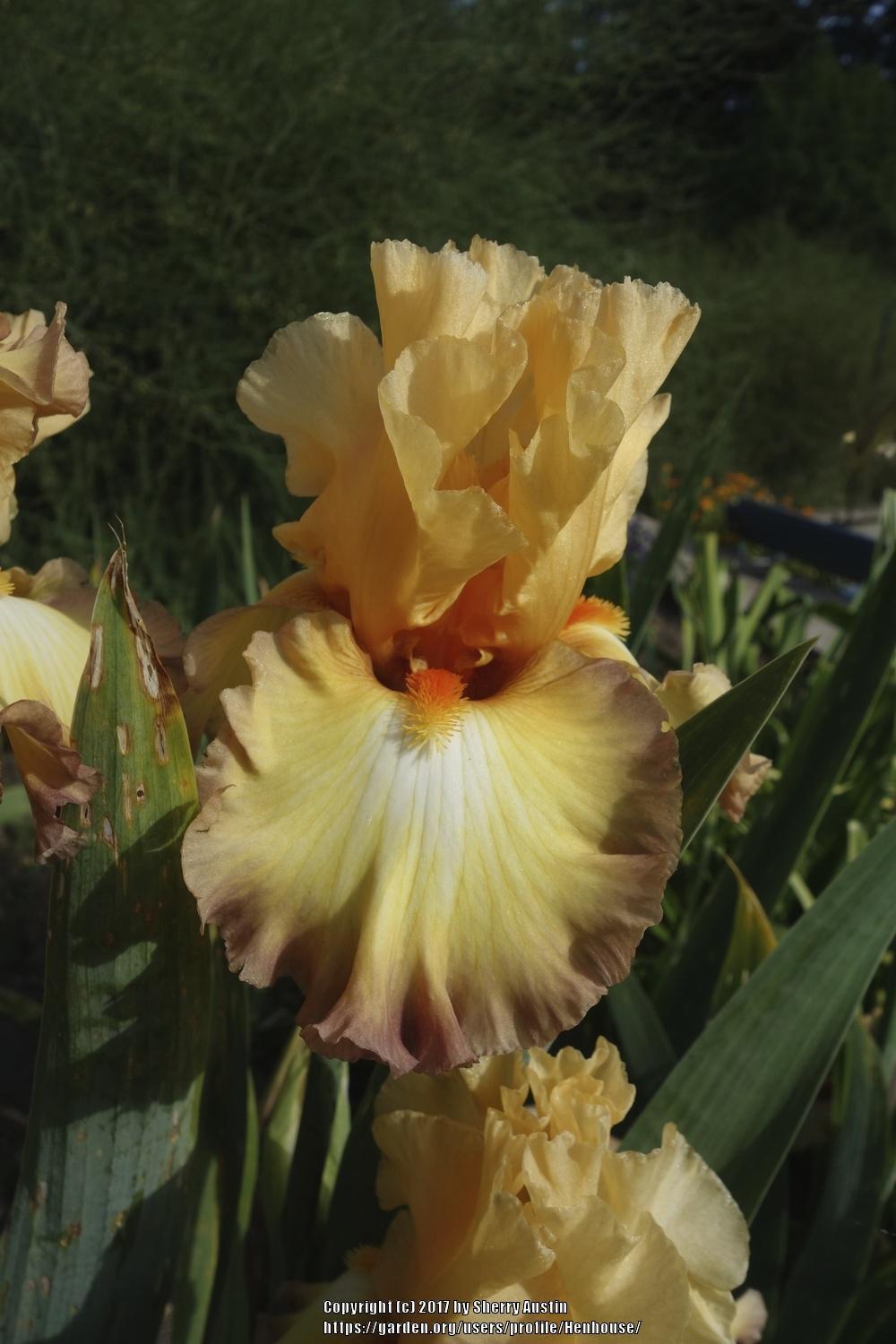 Photo of Tall Bearded Iris (Iris 'Oil Painting') uploaded by Henhouse