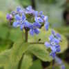 Blue flowers with narrow white rim
