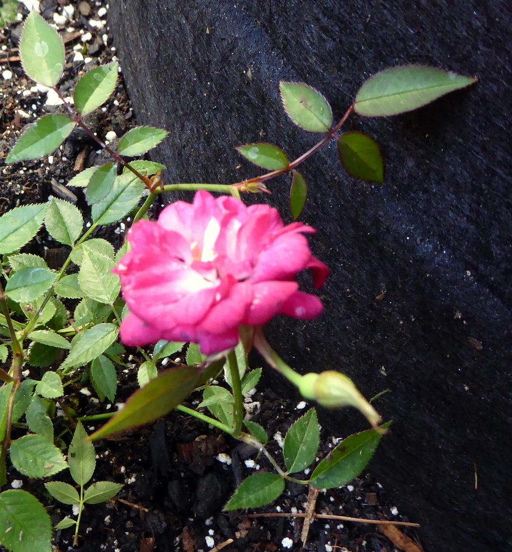 Photo of Rose (Rosa 'Beauty Secret') uploaded by JulieB