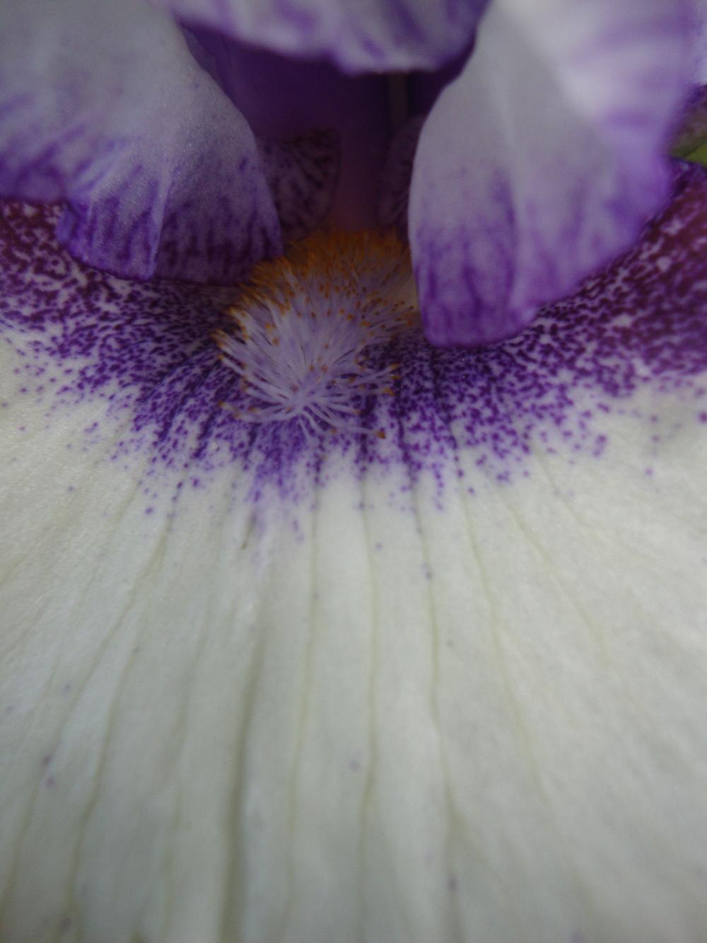 Photo of Tall Bearded Iris (Iris 'Patriotic Heart') uploaded by Paul2032