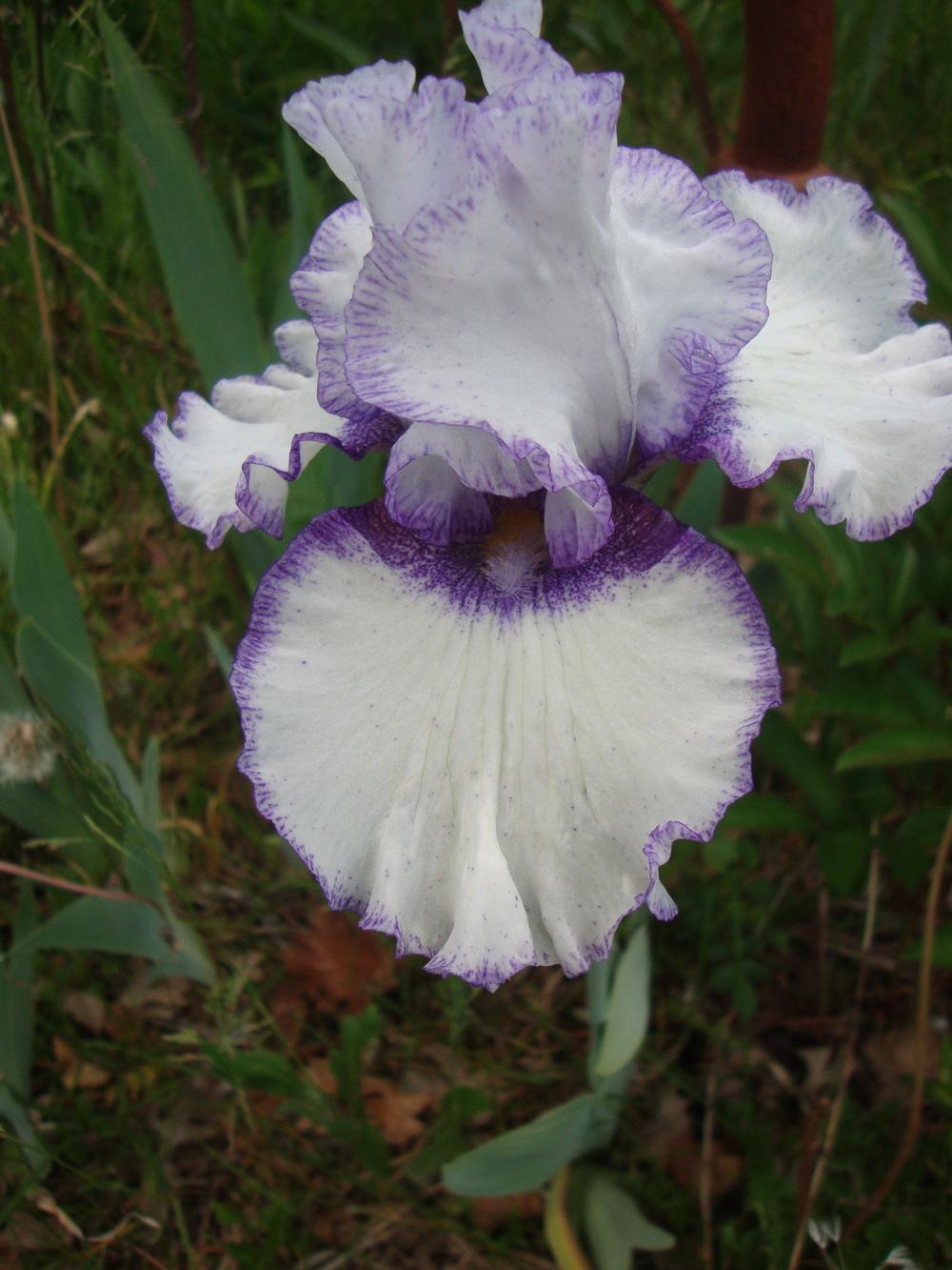 Photo of Tall Bearded Iris (Iris 'Patriotic Heart') uploaded by Paul2032