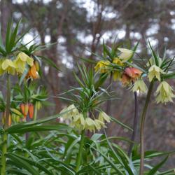 Location: My garden, Sweden
Date: April 2017
F. raddeana in front of early cultivars of F. imperialis