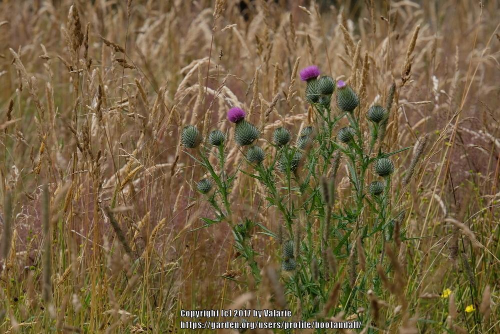 Photo of Bull Thistle (Cirsium vulgare) uploaded by bootandall