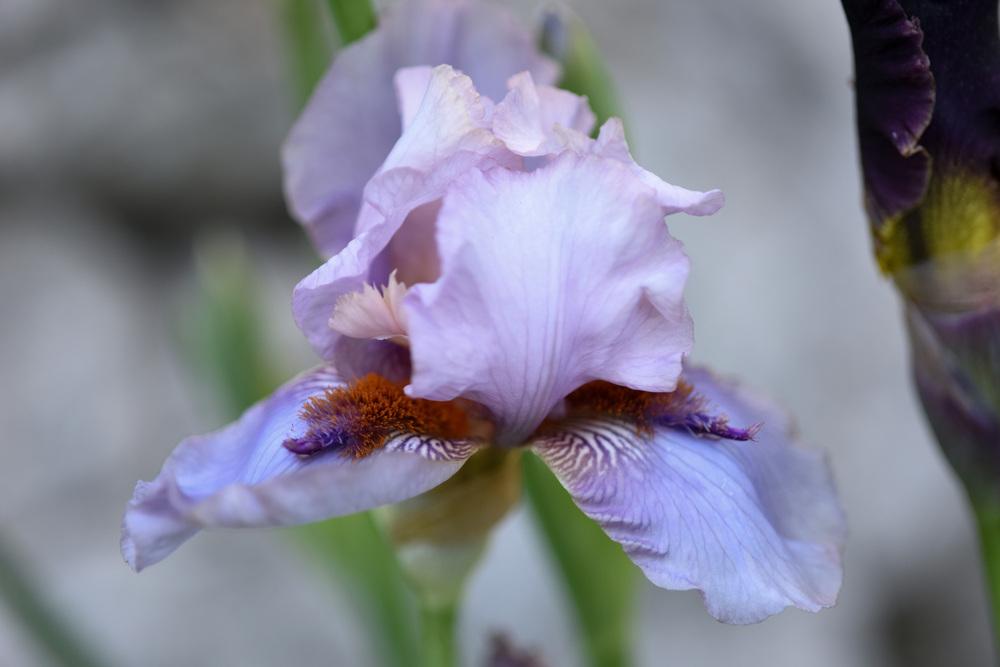 Photo of Tall Bearded Iris (Iris 'Awesome Alex') uploaded by cliftoncat