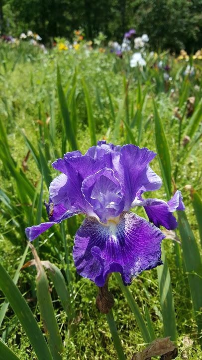 Photo of Tall Bearded Iris (Iris 'Daughter of Stars') uploaded by cwwilson3