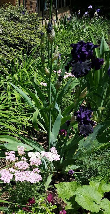 Photo of Tall Bearded Iris (Iris 'Coal Seams') uploaded by cwwilson3