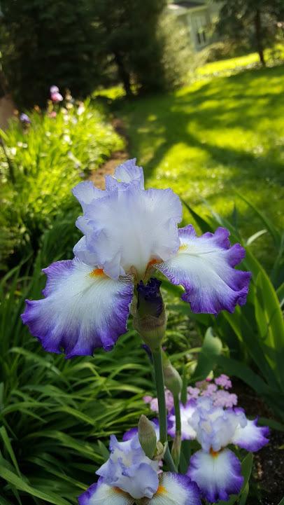 Photo of Tall Bearded Iris (Iris 'Conjuration') uploaded by cwwilson3