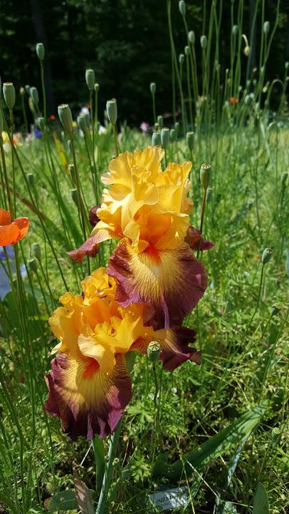 Photo of Tall Bearded Iris (Iris 'Jazz Band') uploaded by cwwilson3