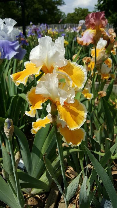 Photo of Tall Bearded Iris (Iris 'Frosted Pumpkin') uploaded by cwwilson3