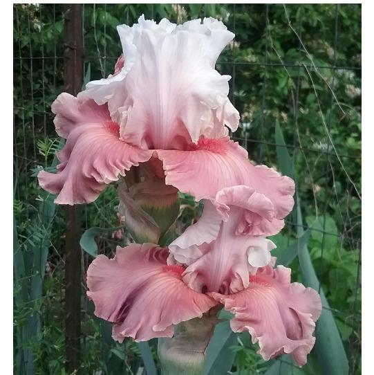Photo of Tall Bearded Iris (Iris 'Emblematic') uploaded by grannysgarden