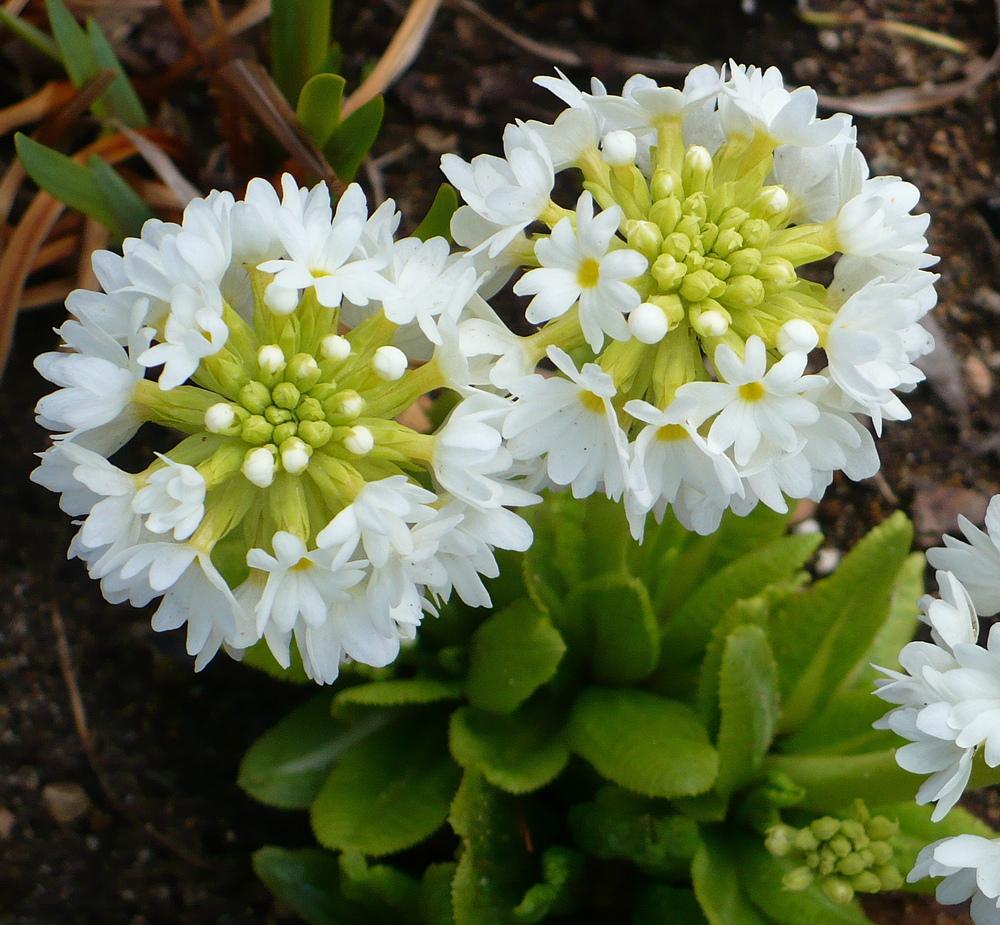 Photo of Drumstick Primrose (Primula denticulata) uploaded by HemNorth