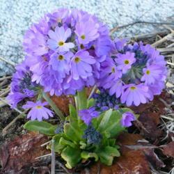 Location: Nora's Garden - Castlegar, B.C.
Date: 2016-03-26
 4:34 pm. Seven flower stalks from this small plant.