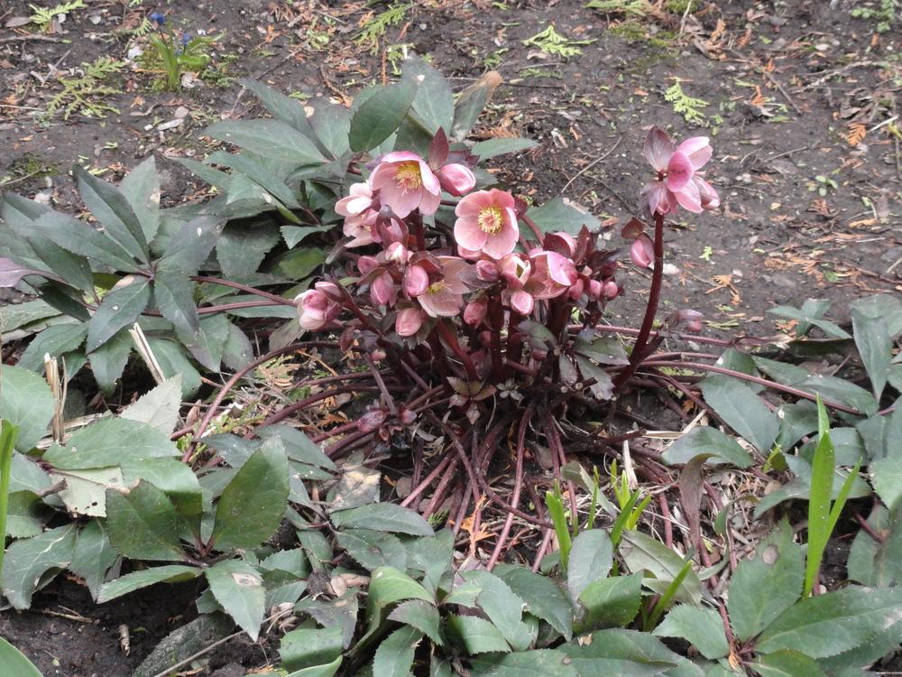 Photo of Hellebore (Helleborus Gold Collection® Pink Frost) uploaded by SunnyBorders