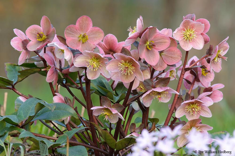 Photo of Hellebore (Helleborus Gold Collection® Pink Frost) uploaded by William
