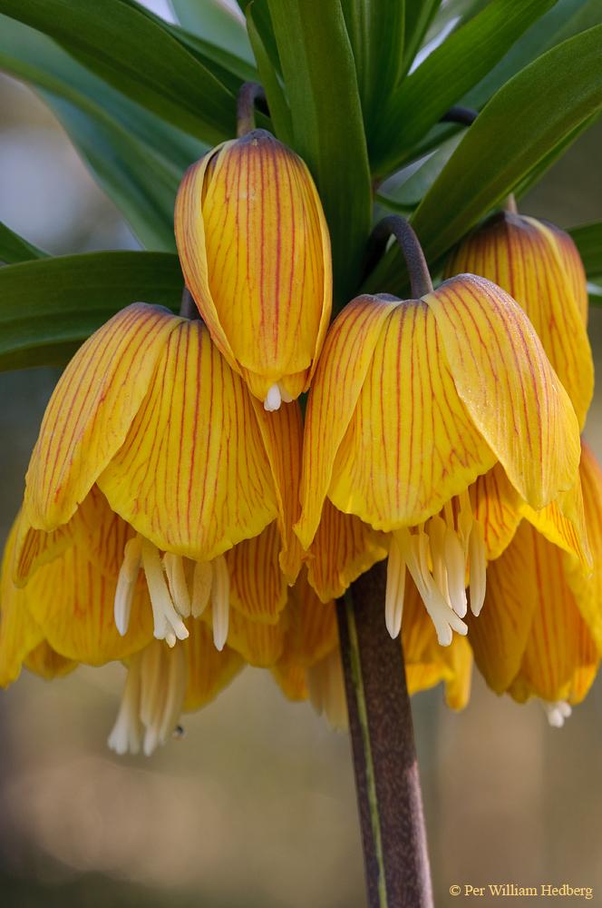 Photo of Crown Imperial Fritillaria (Fritillaria imperialis 'Striped Beauty') uploaded by William