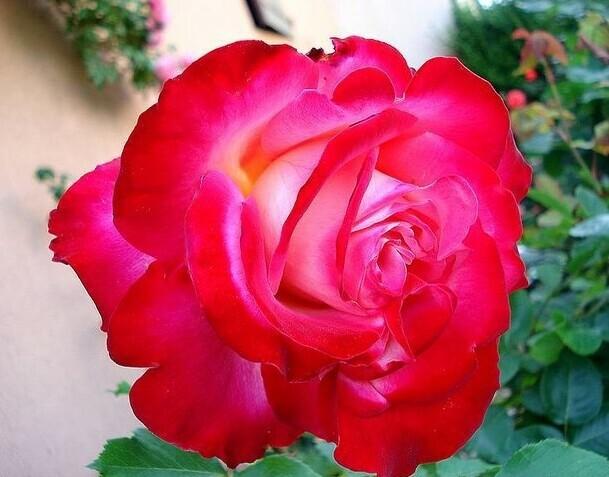 Photo of Rose (Rosa 'Mon Cheri') uploaded by clcroses