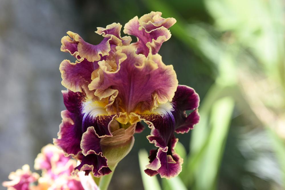 Photo of Tall Bearded Iris (Iris 'Montmartre') uploaded by cliftoncat