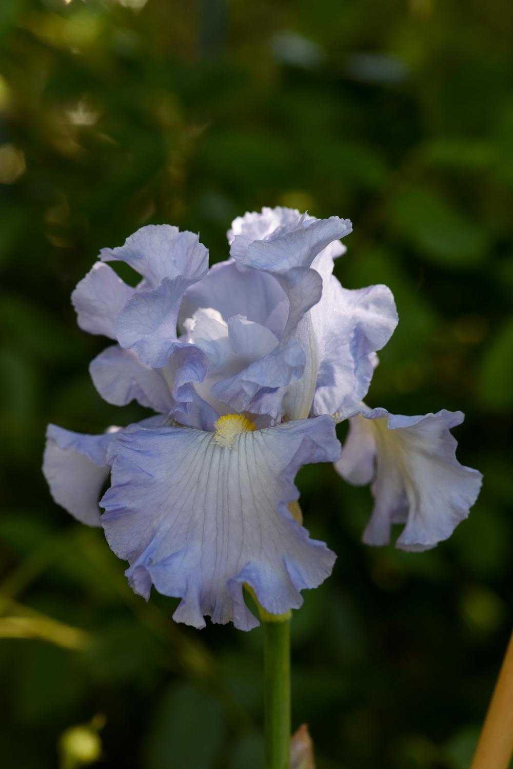 Photo of Tall Bearded Iris (Iris 'Absolute Treasure') uploaded by cliftoncat