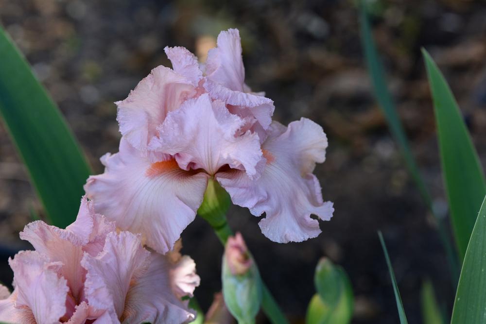 Photo of Tall Bearded Iris (Iris 'Happenstance') uploaded by cliftoncat