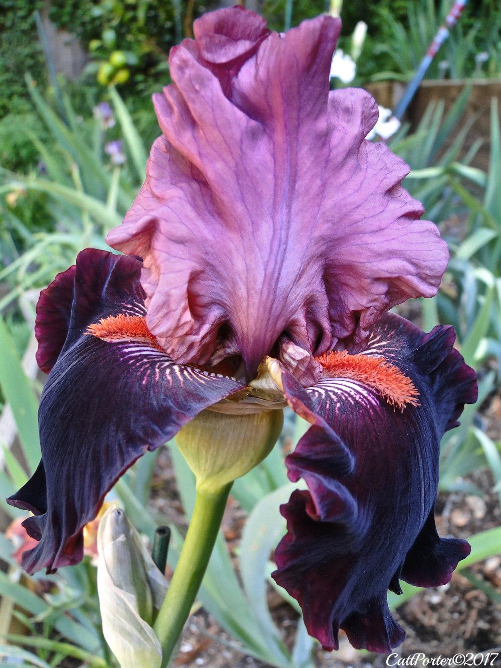 Photo of Tall Bearded Iris (Iris 'Wearing Rubies') uploaded by golden_goddess