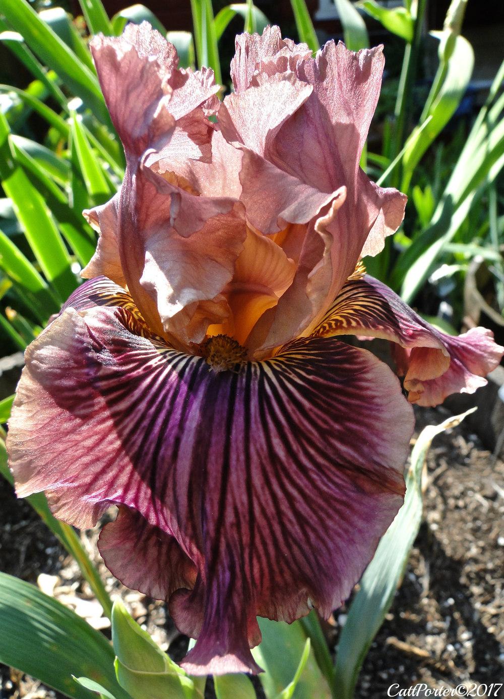 Photo of Tall Bearded Iris (Iris 'Dragon King') uploaded by golden_goddess